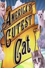 Watch America's Cutest Cat zumvo