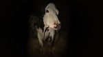 Watch Cow zumvo