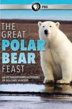 Watch The Great Polar Bear Feast zumvo