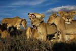 Watch Lion Gangland zumvo