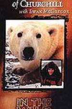 Watch The Polar Bears of Churchill with Ewan McGregor zumvo