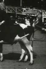 Watch Rube and Mandy at Coney Island zumvo