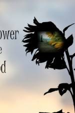 Watch The Sunflower and the Sun God zumvo