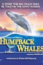 Watch Humpback Whales zumvo