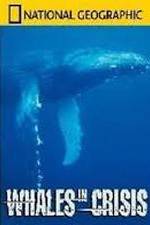 Watch National Geographic: Whales in Crisis zumvo