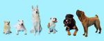 Watch How Dogs Got Their Shapes zumvo