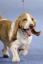 Watch Pedigree Dogs Exposed zumvo