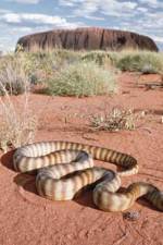 Watch DEADLY PREDATORS.AUSTRALIAN PYTHONS zumvo