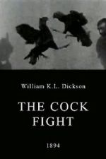 Watch The Cock Fight zumvo