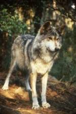 Watch National Geographic Wild - Inside the Wolf Pack zumvo